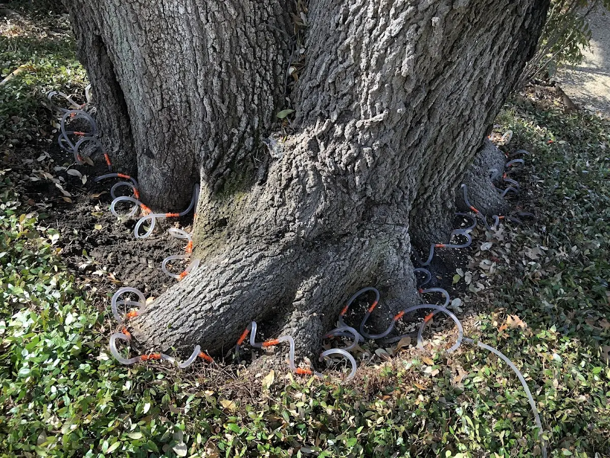 Detailed Tree Cabling and Bracing job site in Salt Point